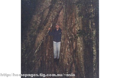 barmoosetree.jpg